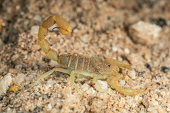 Parabuthus brevimanus
