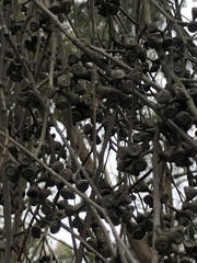 Eucalyptus strzeleckii