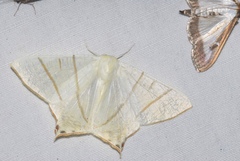 Ourapteryx sambucaria