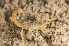 Parabuthus brevimanus