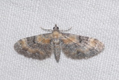 Eupithecia linariata
