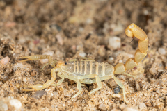 Parabuthus brevimanus