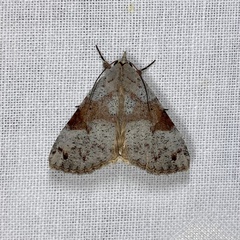 Avatha discolor