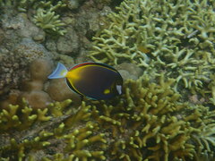 Acanthurus japonicus