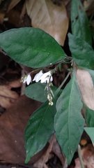 Codonacanthus pauciflorus