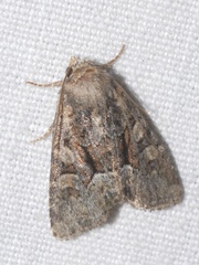 Oligia latruncula