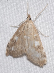 Udea olivalis