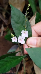 Codonacanthus pauciflorus