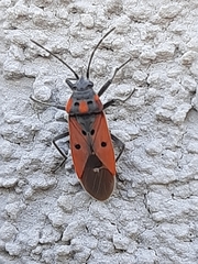 Lygaeus creticus
