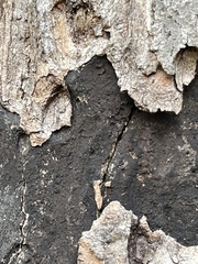 Cryptostroma corticale