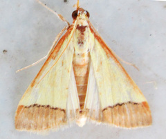 Pseudonoorda rubricostalis