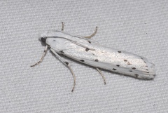 Myelois circumvoluta