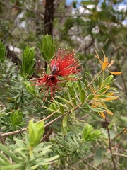 Melaleuca fulgens