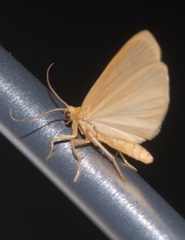 Eilema depressa