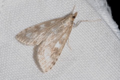 Udea olivalis