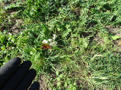 Tragopogon porrifolius