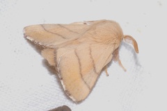 Malacosoma neustria