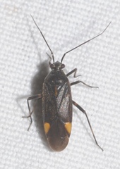 Capsodes flavomarginatus