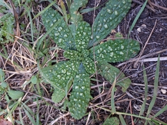 Helminthotheca echioides