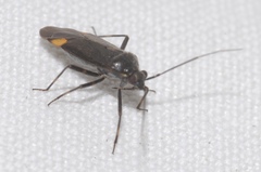 Capsodes flavomarginatus