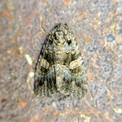 Condica macrosema