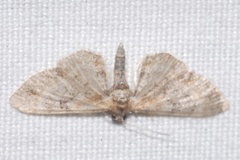 Eupithecia linariata