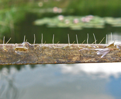 Ranatra linearis