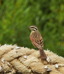 Emberiza capensis