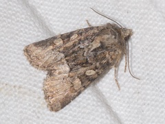 Oligia strigilis