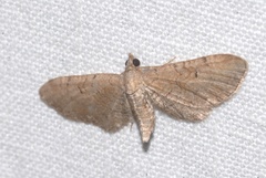 Eupithecia extraversaria