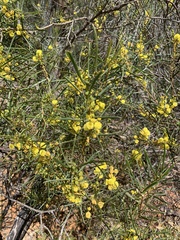 Acacia saligna