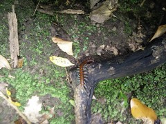 Cormocephalus rubriceps