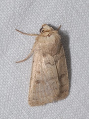 Hoplodrina octogenaria