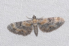 Eupithecia linariata