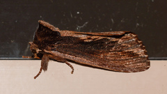 Hylaeora capucina