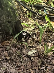 Papilio thaiwanus