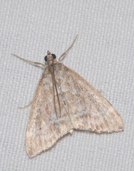 Evergestis sophialis
