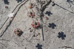 Drosera eneabba