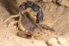 Parabuthus granulatus