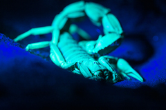 Parabuthus granulatus