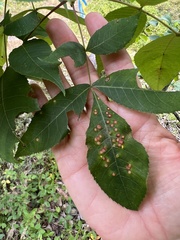 Caryomyia conoidea