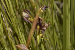 Cryptostylis erecta