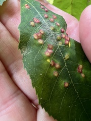 Caryomyia conoidea