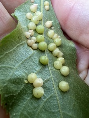 Caryomyia conoidea