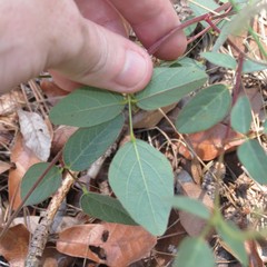 Desmodium grahamii