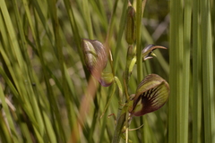 Cryptostylis erecta