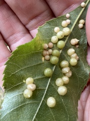 Caryomyia conoidea