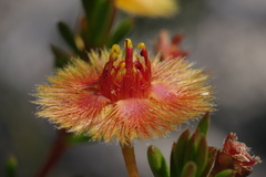 Verticordia rutilastra