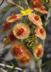 Verticordia rutilastra