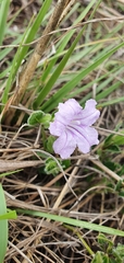 Ruellia cordata